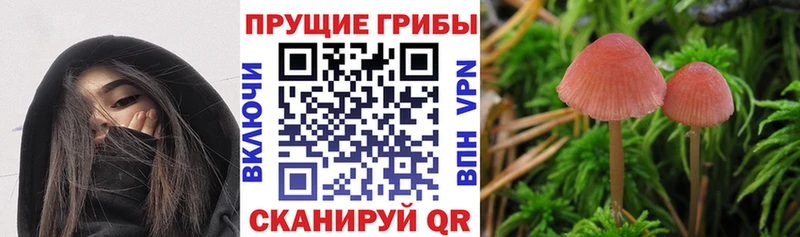 KRAKEN маркетплейс  закладка  Кораблино  Псилоцибиновые грибы прущие грибы 